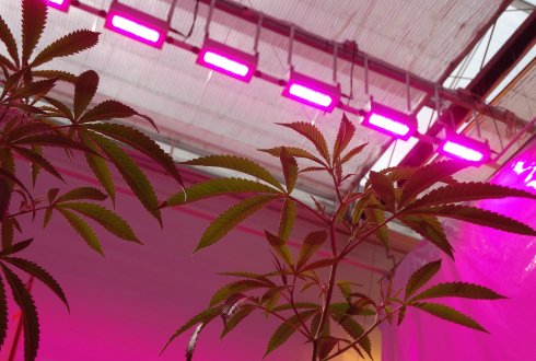   Medicinal cannabis grows under water-cooled LED lighting at Wageningen University & Research Centre
